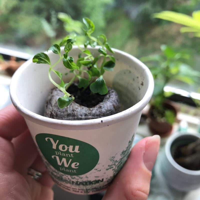 You Plant We Plant Tree Kit- Plants 30 Trees