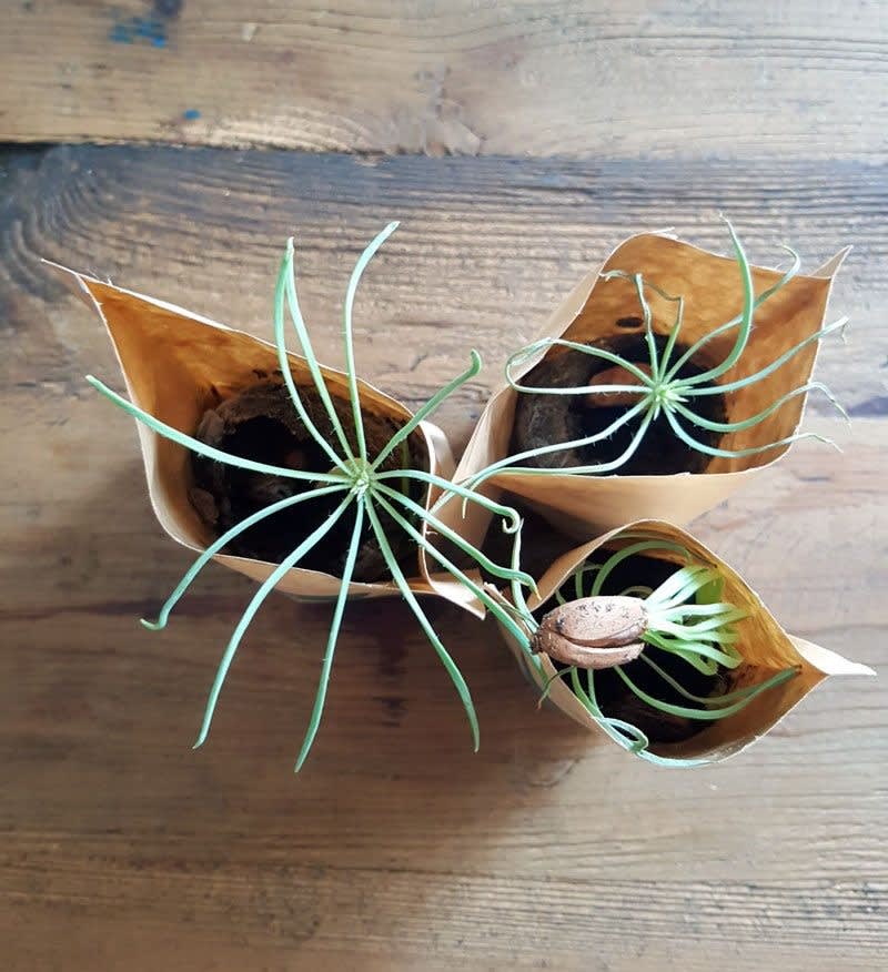 You Plant We Plant Tree Kit- Plants 30 Trees