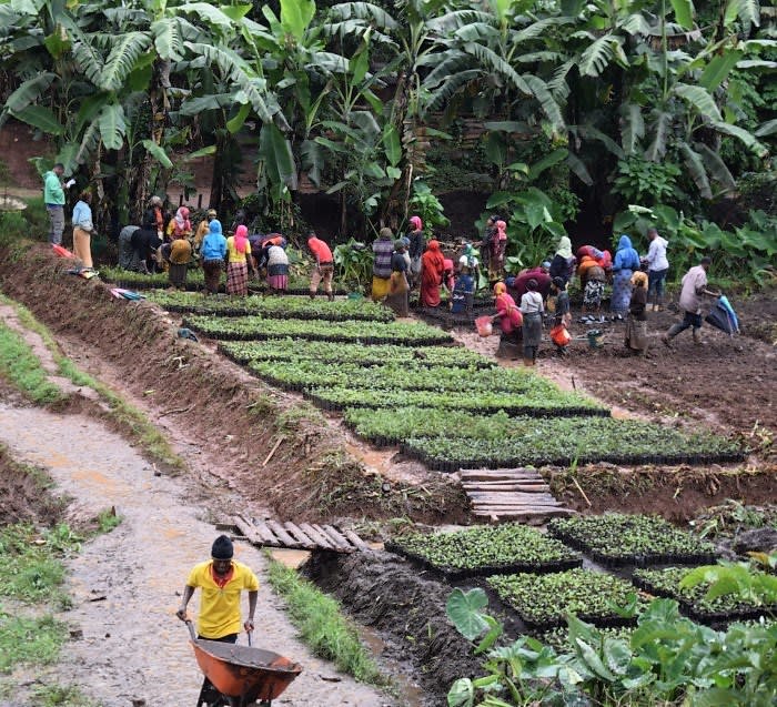 You Plant We Plant Tree Kit- Plants 30 Trees